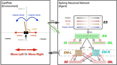 Training spiking neuronal networks to perform motor control using reinforcement and evolutionary learning